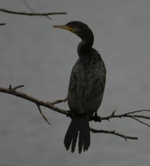 Neotropic Cormorant